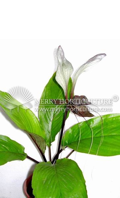 Tacca chantrieri (white)